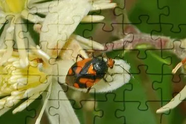 Deraeocoris schach jigsaw puzzle