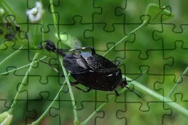 Deraeocoris scutellaris jigsaw puzzle