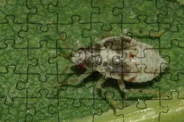 Deraeocoris lutescens