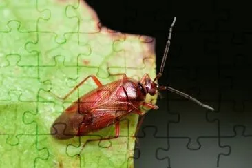 Deraeocoris nebulosus