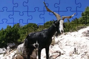 Capra aegagrus hircus jigsaw puzzle