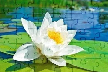 7 jigsaw puzzle