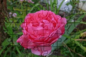 pivoine jigsaw puzzle