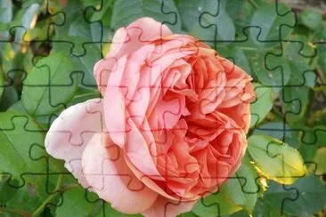 rose jigsaw puzzle