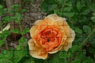 rose jigsaw puzzle