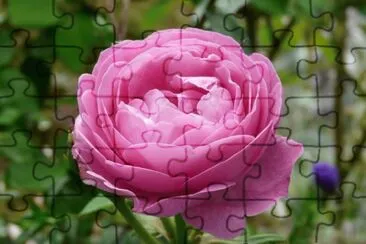 pivoine jigsaw puzzle