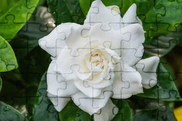 gardenia