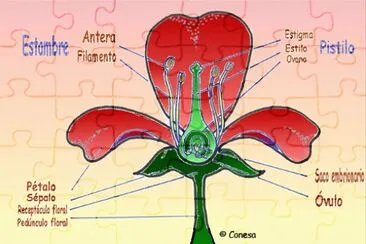 Partes de la flor