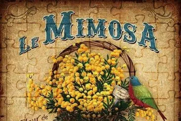 mimosa