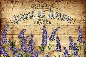 lavanda