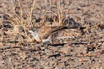 Aphelocephala pectoralis