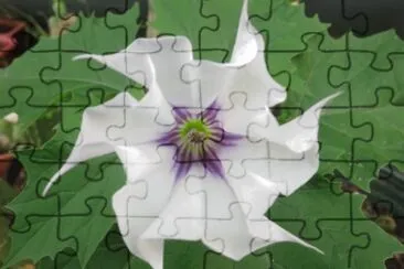 Datura jigsaw puzzle