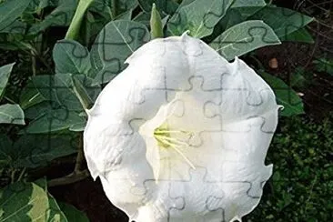 פאזל של Datura