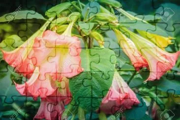 Datura jigsaw puzzle