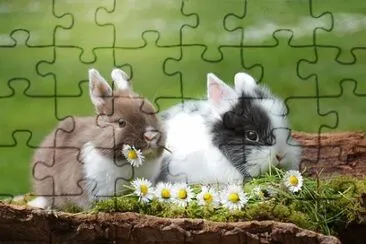  jigsaw puzzle