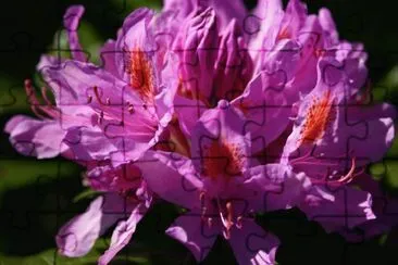 Fleur de rhododendron