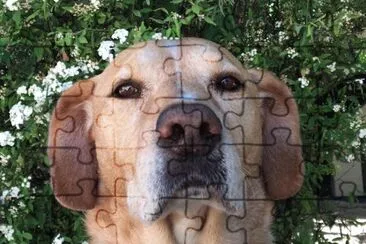 Are you serious? jigsaw puzzle