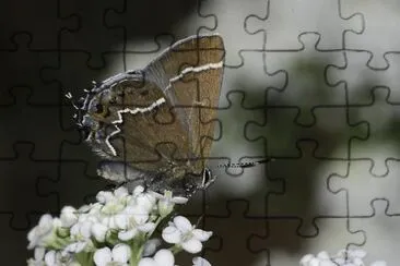 Callophrys spinetorum