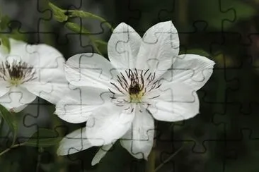 clematite jigsaw puzzle