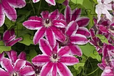 fleurs de clematites jigsaw puzzle