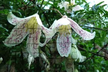 פאזל של fleurs de clematites