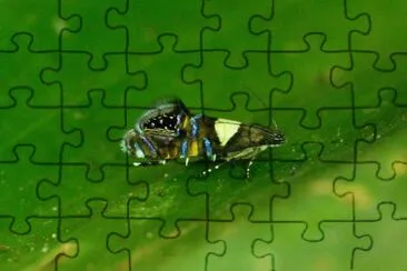 Glyphipterigidae spider jigsaw puzzle