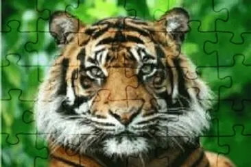 tigre