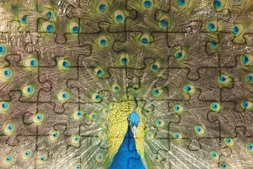 Peacock