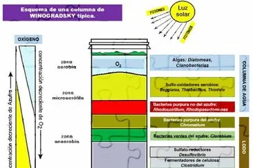 MicrobiologÃ­a Aplicada