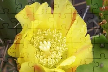 OPUNTIA jigsaw puzzle