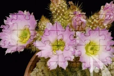 ECHINOCEREUS jigsaw puzzle