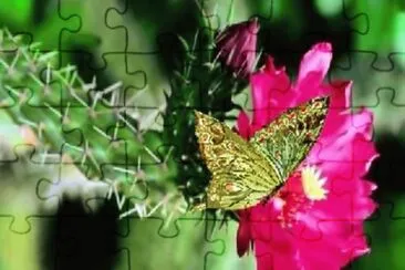 OPUNTIA jigsaw puzzle