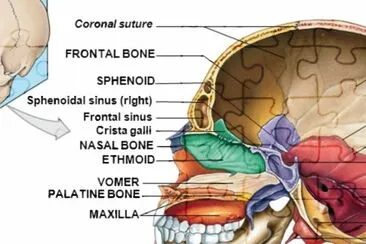 Skull - Midsagittal section