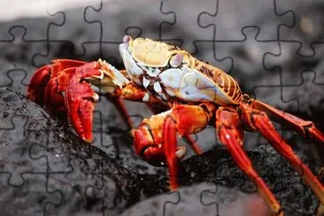 Imagem jigsaw puzzle