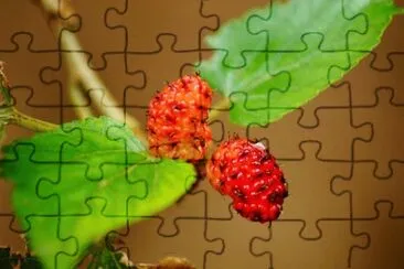 Imagem jigsaw puzzle