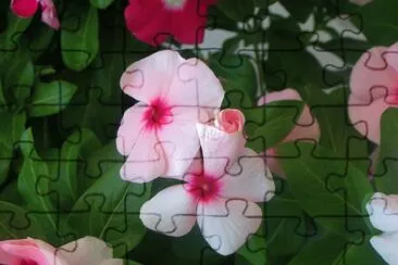 × ×™×¦×Ÿ ×©×œ ×•×™× ×§×•×ª jigsaw puzzle