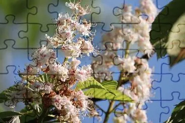 Imagem jigsaw puzzle