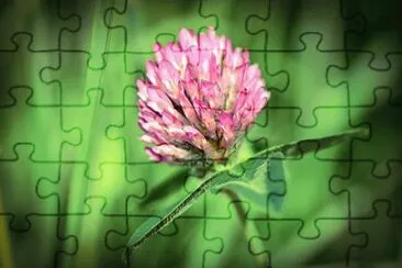 Imagem jigsaw puzzle