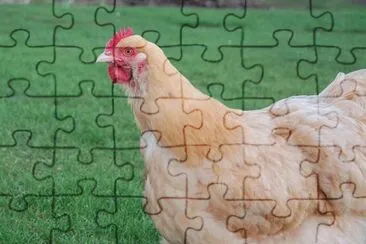 Gallina fulva jigsaw puzzle