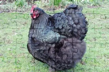 Gallina orpington nera jigsaw puzzle