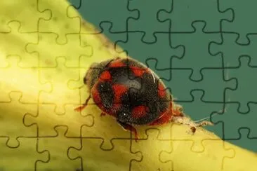 Rodolia cardinalis jigsaw puzzle