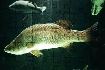 Barramundi jigsaw puzzle