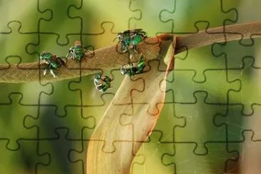 Imagem jigsaw puzzle