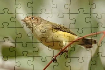 Smicrornis brevirostris jigsaw puzzle