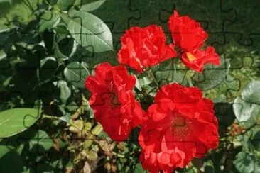 Imagem jigsaw puzzle