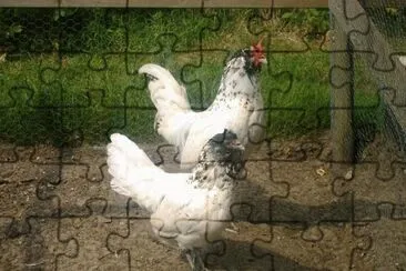 Gallina civetta barbuta olandese jigsaw puzzle