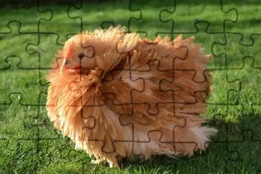 Gallina chabo dal pimaggio arricciato jigsaw puzzle