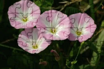 bindweed