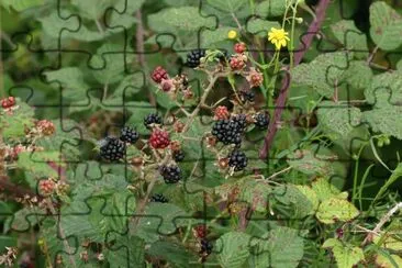 blackberries