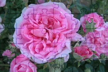 פאזל של rose